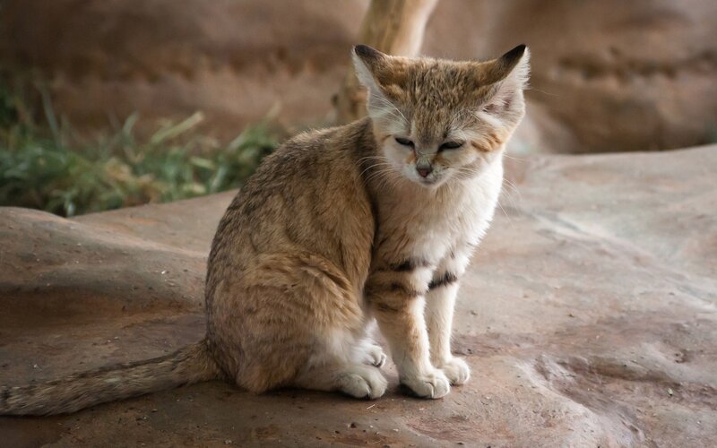 sand cat sitting on rock