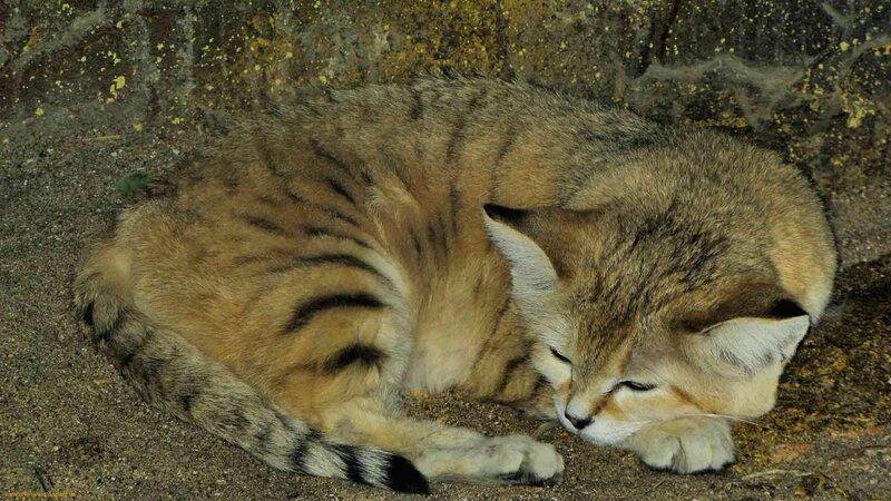 Sand Cat Sleeping