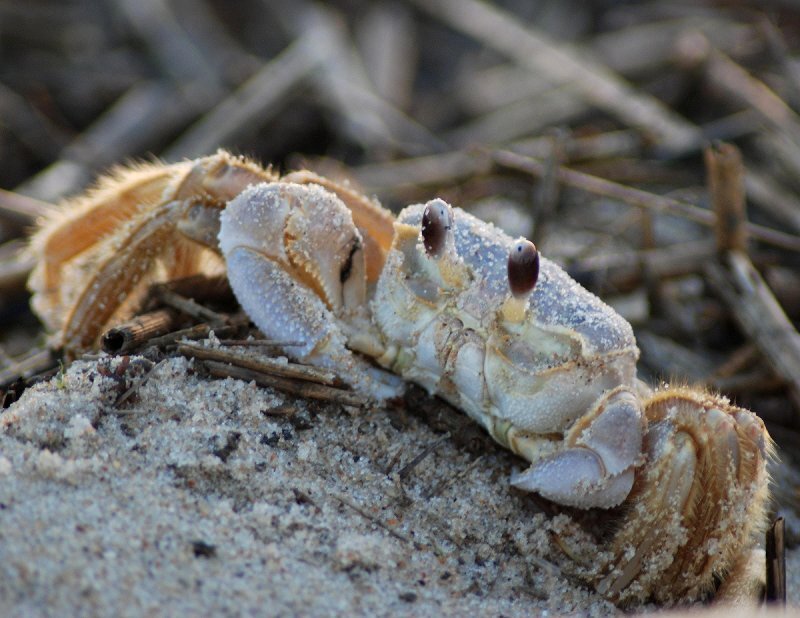 Sand Crab on Beach