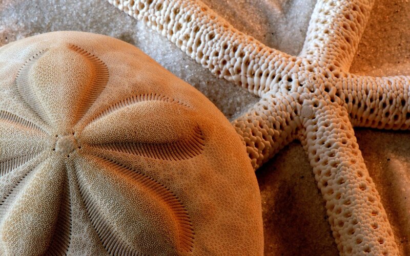 sand dollar and starfish