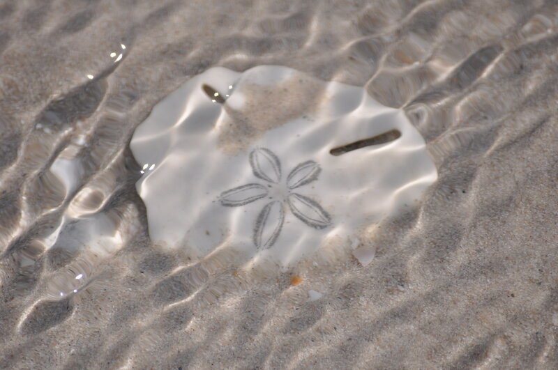 Sand Dollar in Shallow Water