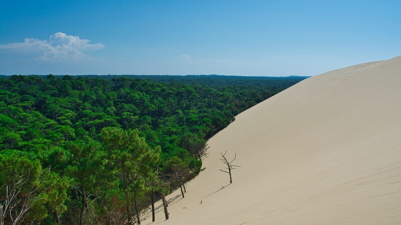 Sand Dune and Forest