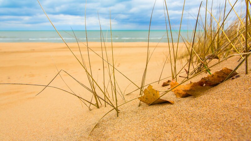 Sand Dune Grass