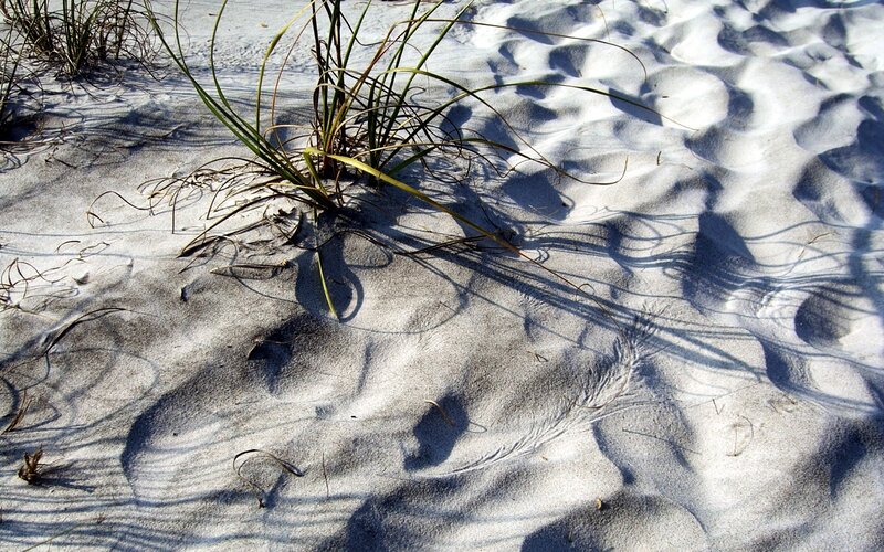Sand dune with beach grass