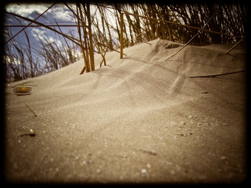 sand dune with grass
