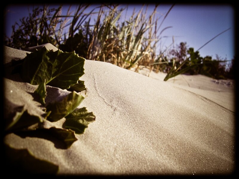 Sand Dune with Leaves