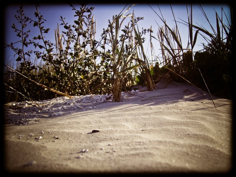 Sand Dune with Plants
