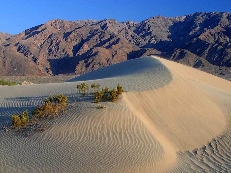 Sand Dune with Shrubs