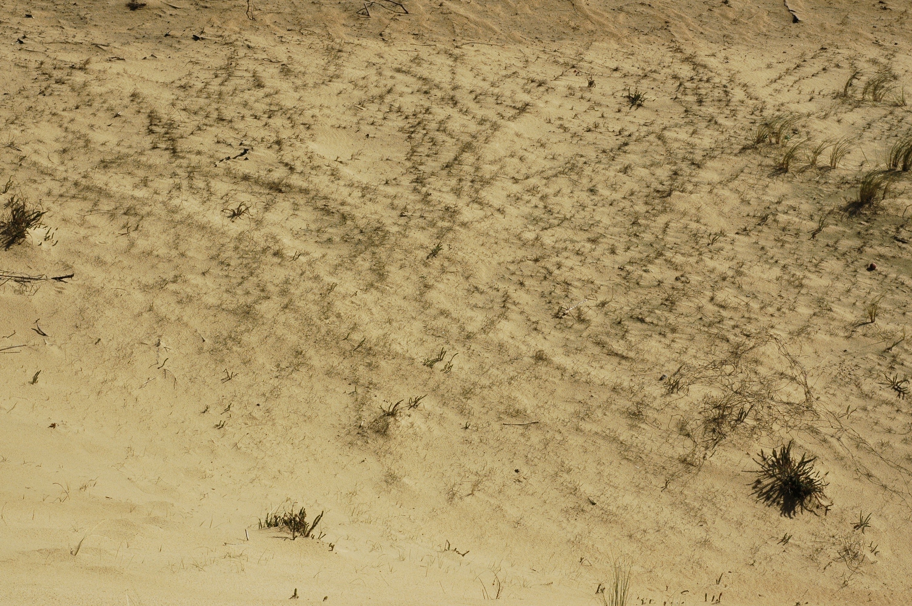 Sand dune with sparse vegetation