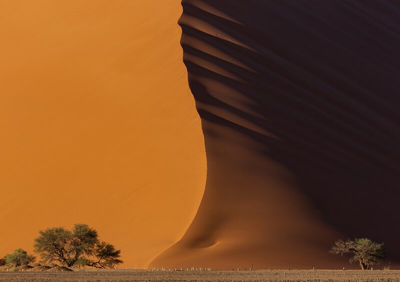 Sand Dune with Trees — Orange, Dramatic