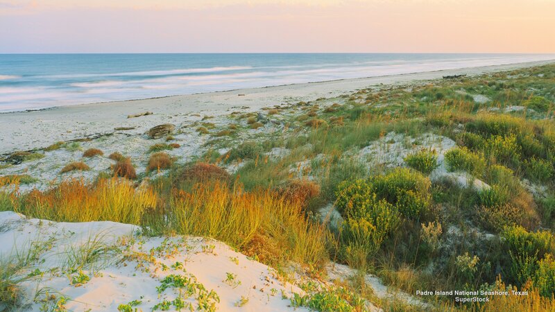 Sand Dunes at Beach — Green, Serene