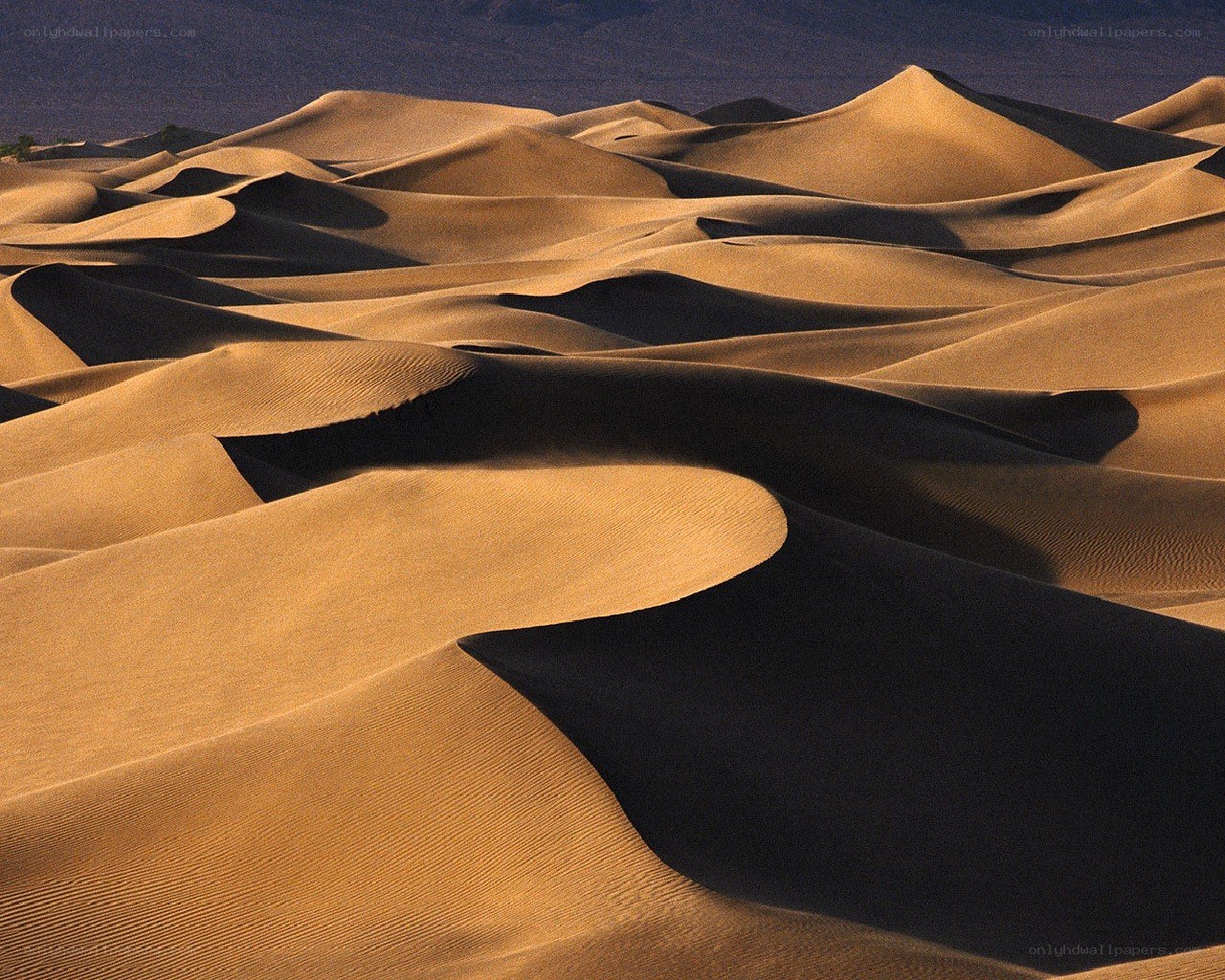 Sand dunes at golden hour