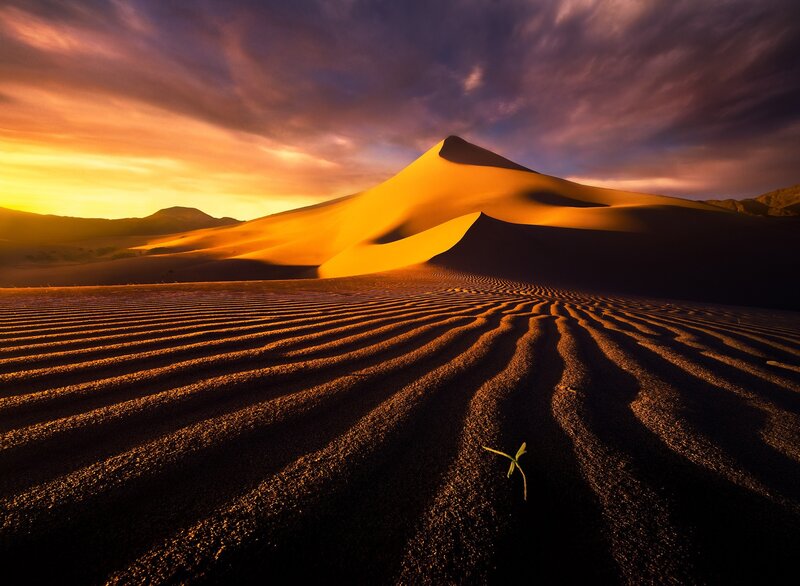 Sand Dunes at Sunset — Orange, Dramatic, Photograph, Sky, Plant