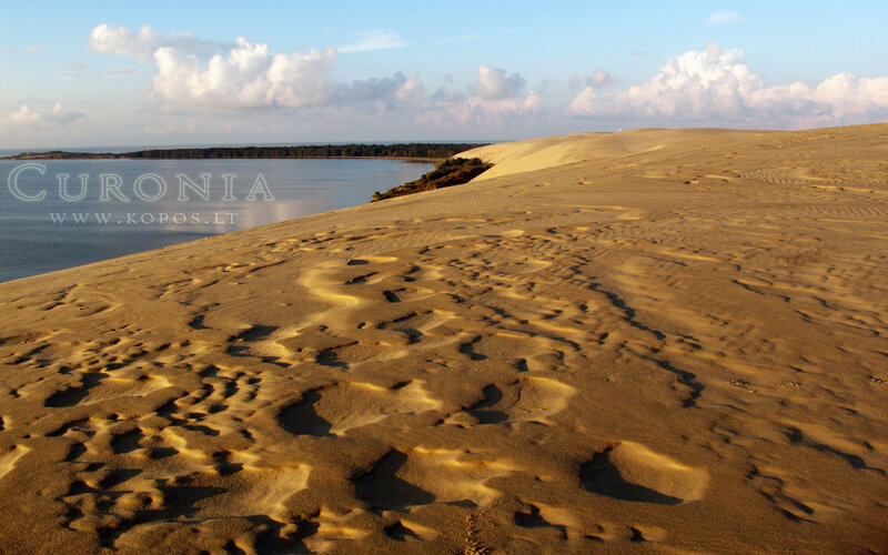 Sand Dunes by the Sea — Brown