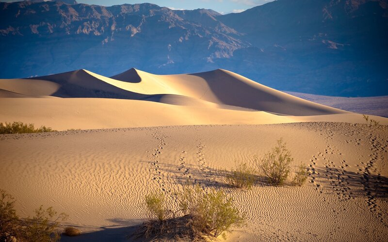 Sand Dunes in Desert — Beige, Serene, Sunset, Photograph, Mountains, Plants, Footprints