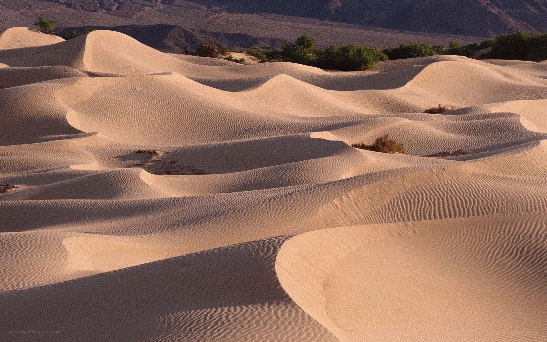 sand dunes in desert landscape