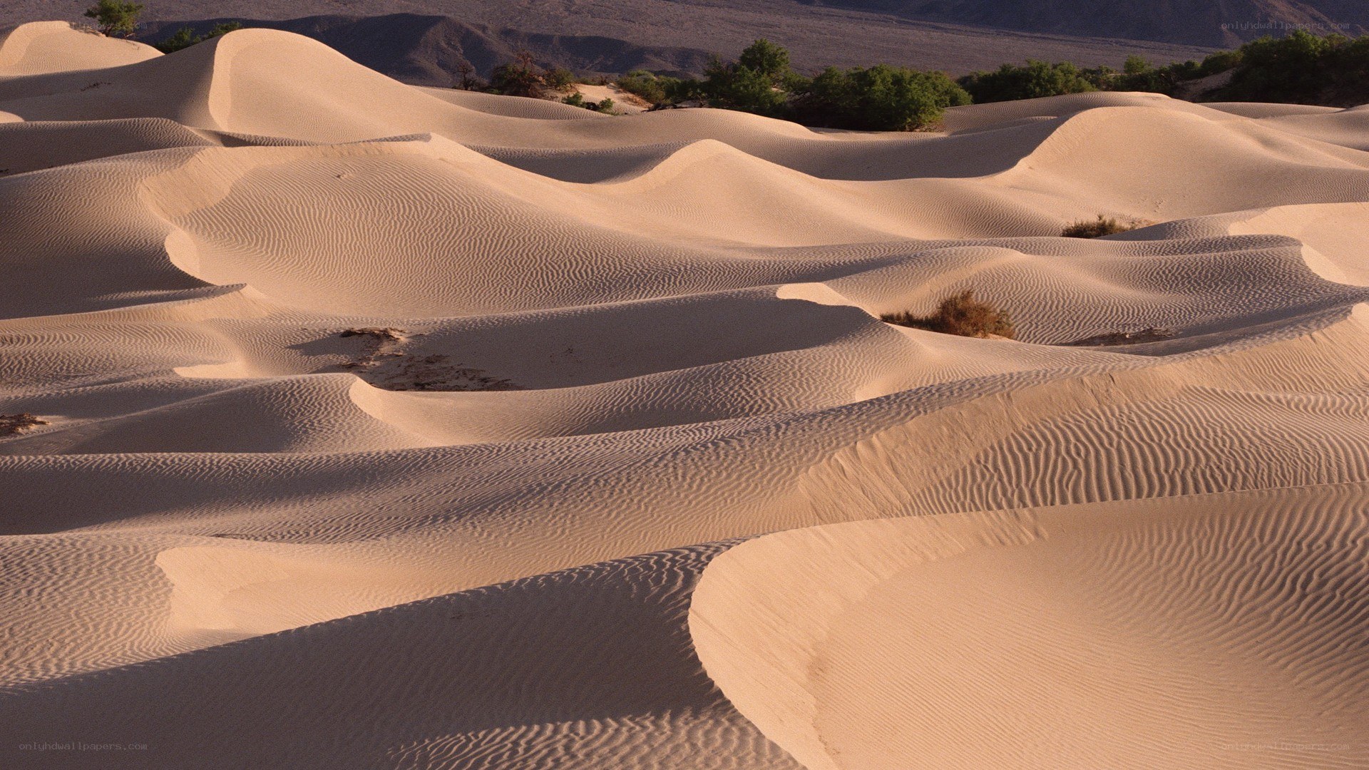 sand dunes in desert landscape