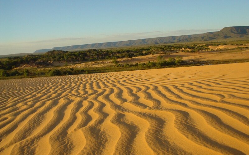 Sand Dunes in Desert — Yellow, Serene, Afternoon, Photograph, Vegetation