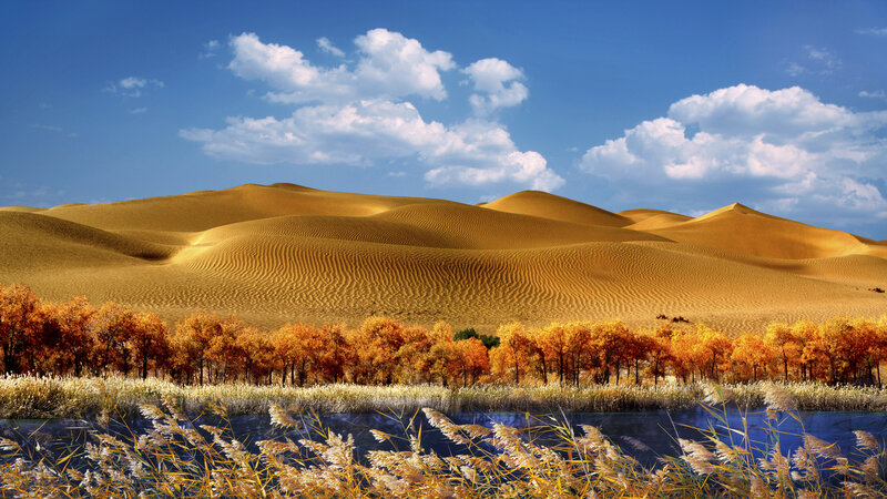 Sand Dunes with Autumn Trees — Blue