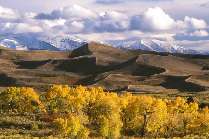 Sand Dunes with Autumn Trees — Yellow