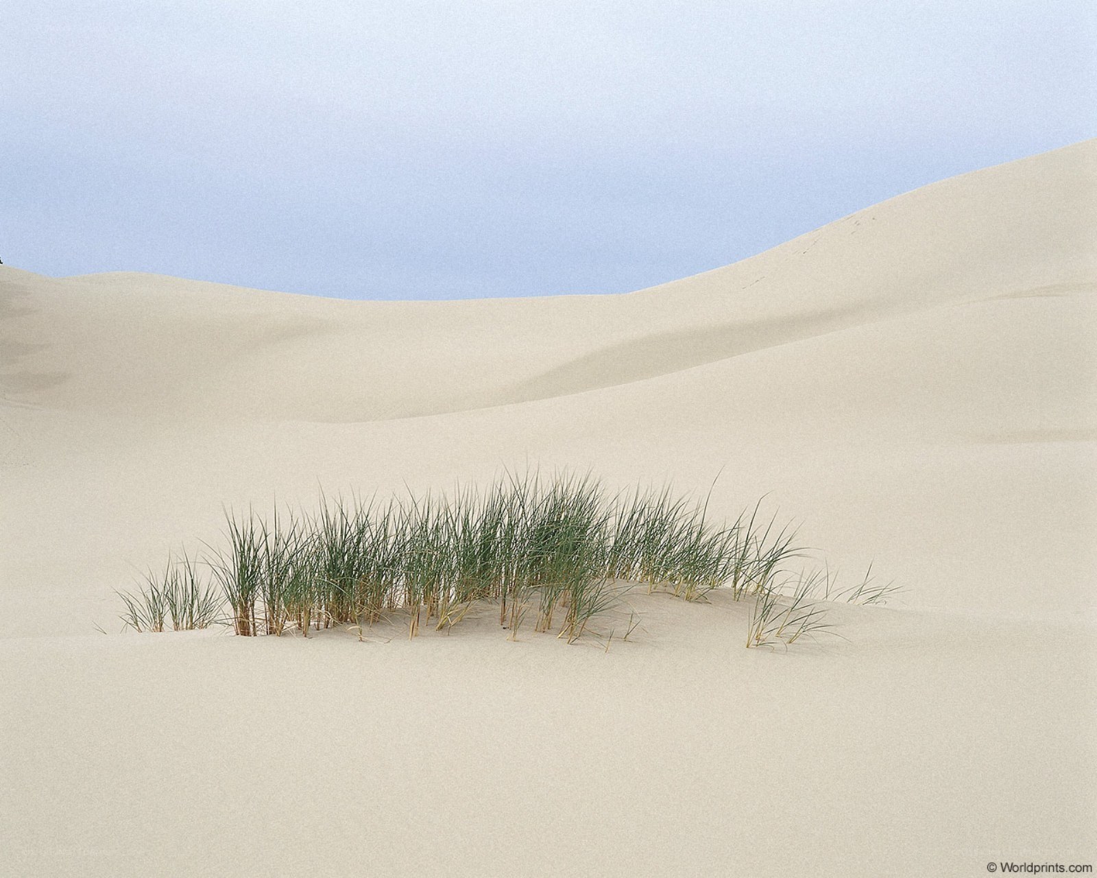 Sand dunes with beach grass