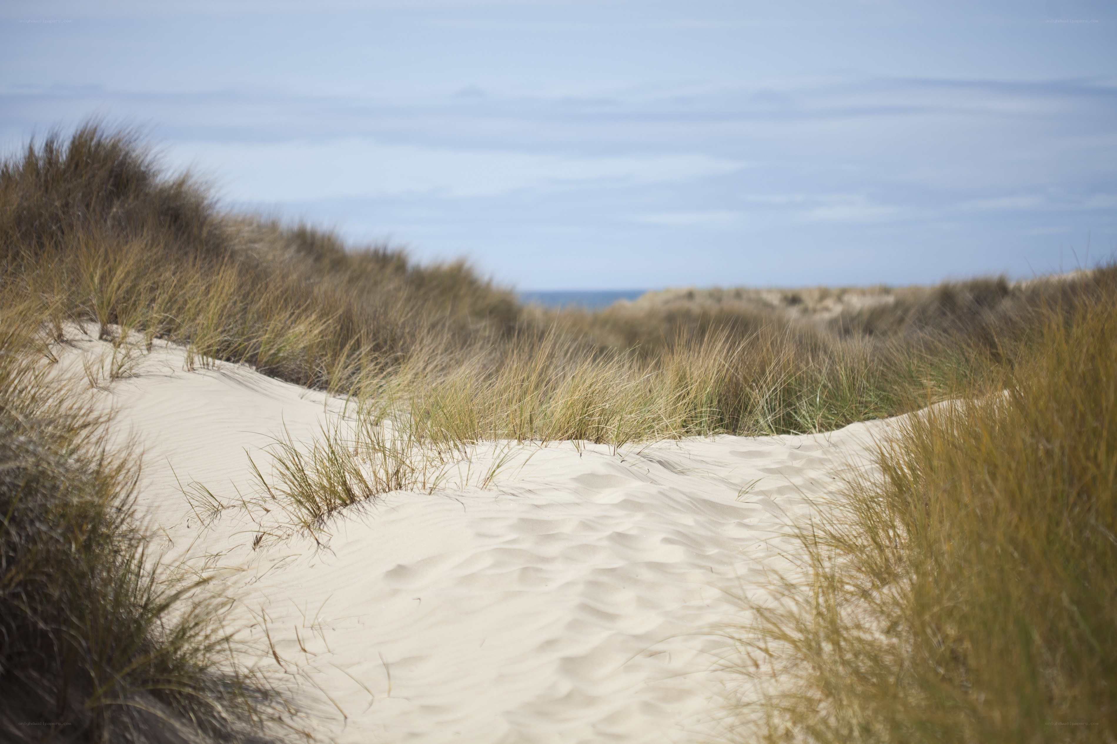sand dunes with beach grass