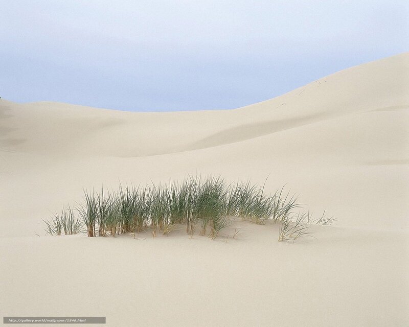 Sand dunes with beach grass