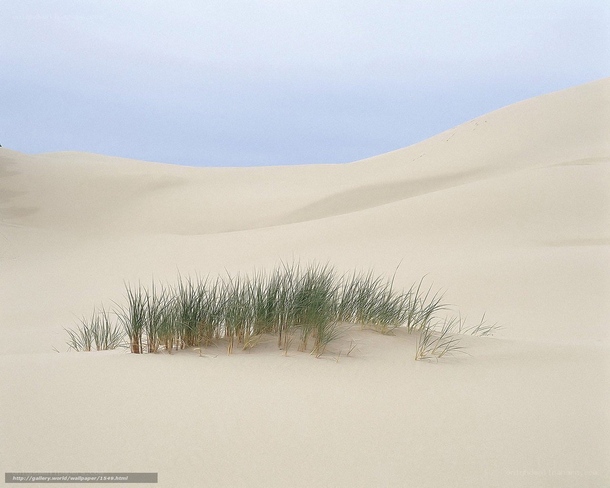 Sand dunes with beach grass
