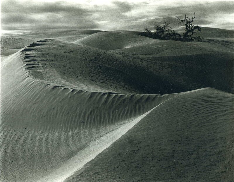 Sand Dunes with Dead Tree