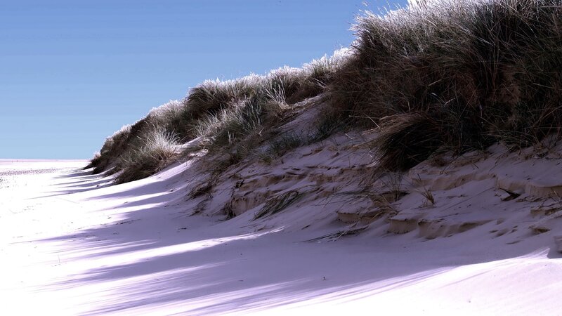 sand dunes with grass