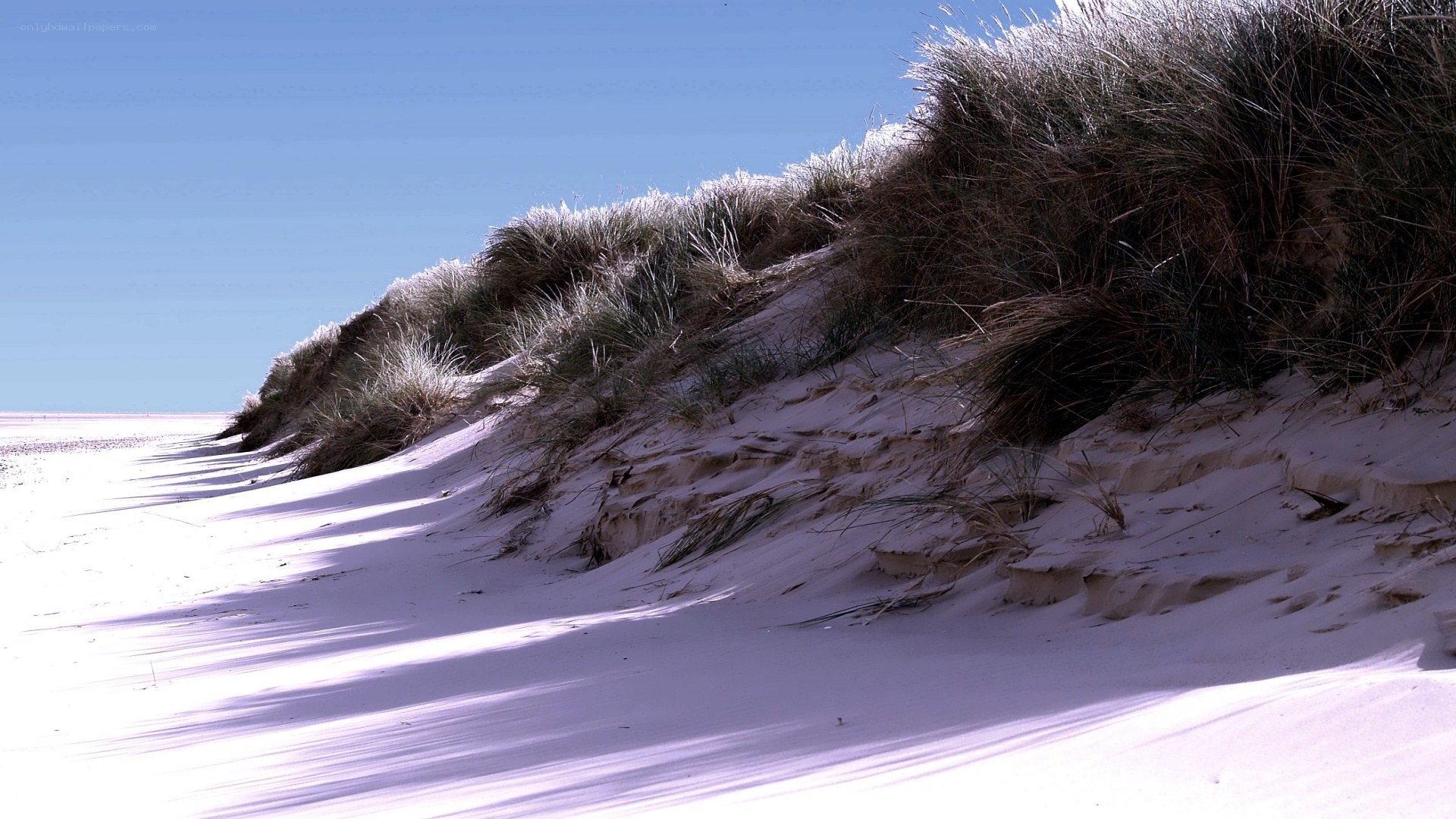 sand dunes with grass