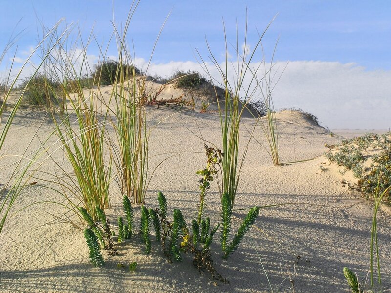 Sand Dunes with Grass — Beige, Serene