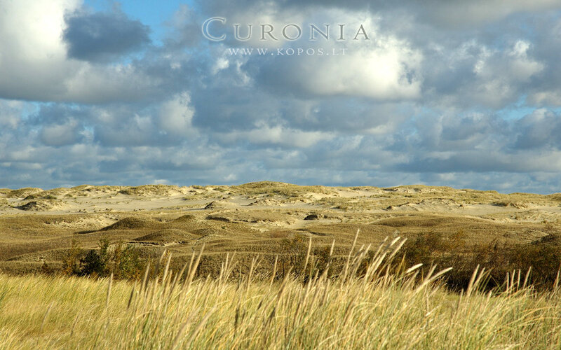 Sand Dunes with Grass — Brown