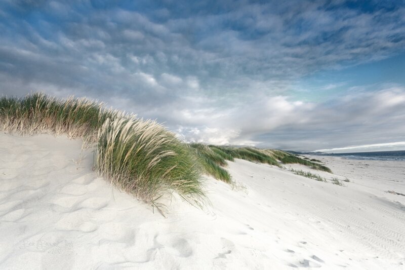 Sand Dunes with Grass — White