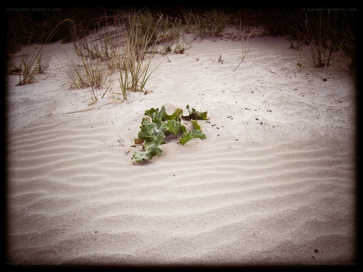 Sand dunes with green plant