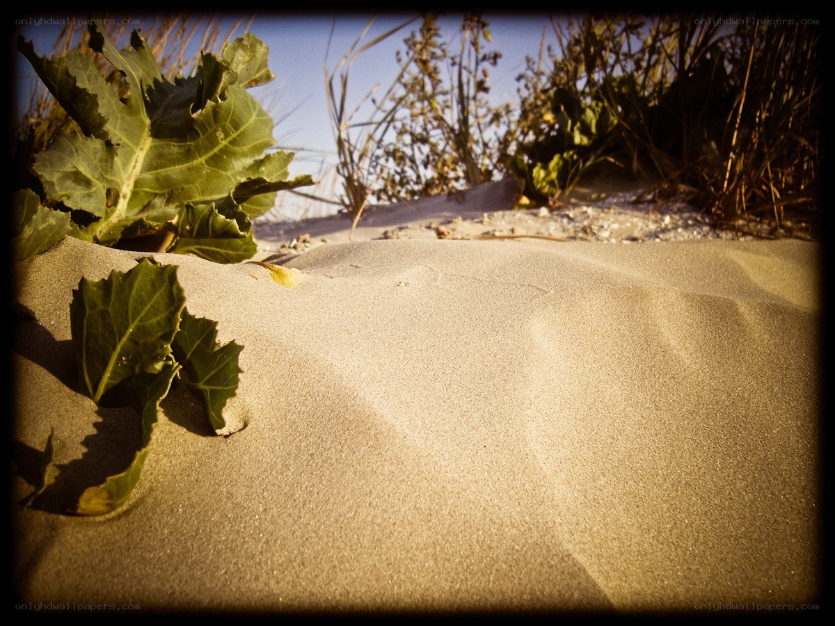 Sand dunes with green plants