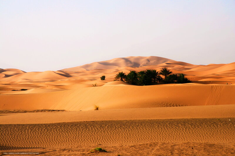 Sand Dunes with Palm Trees