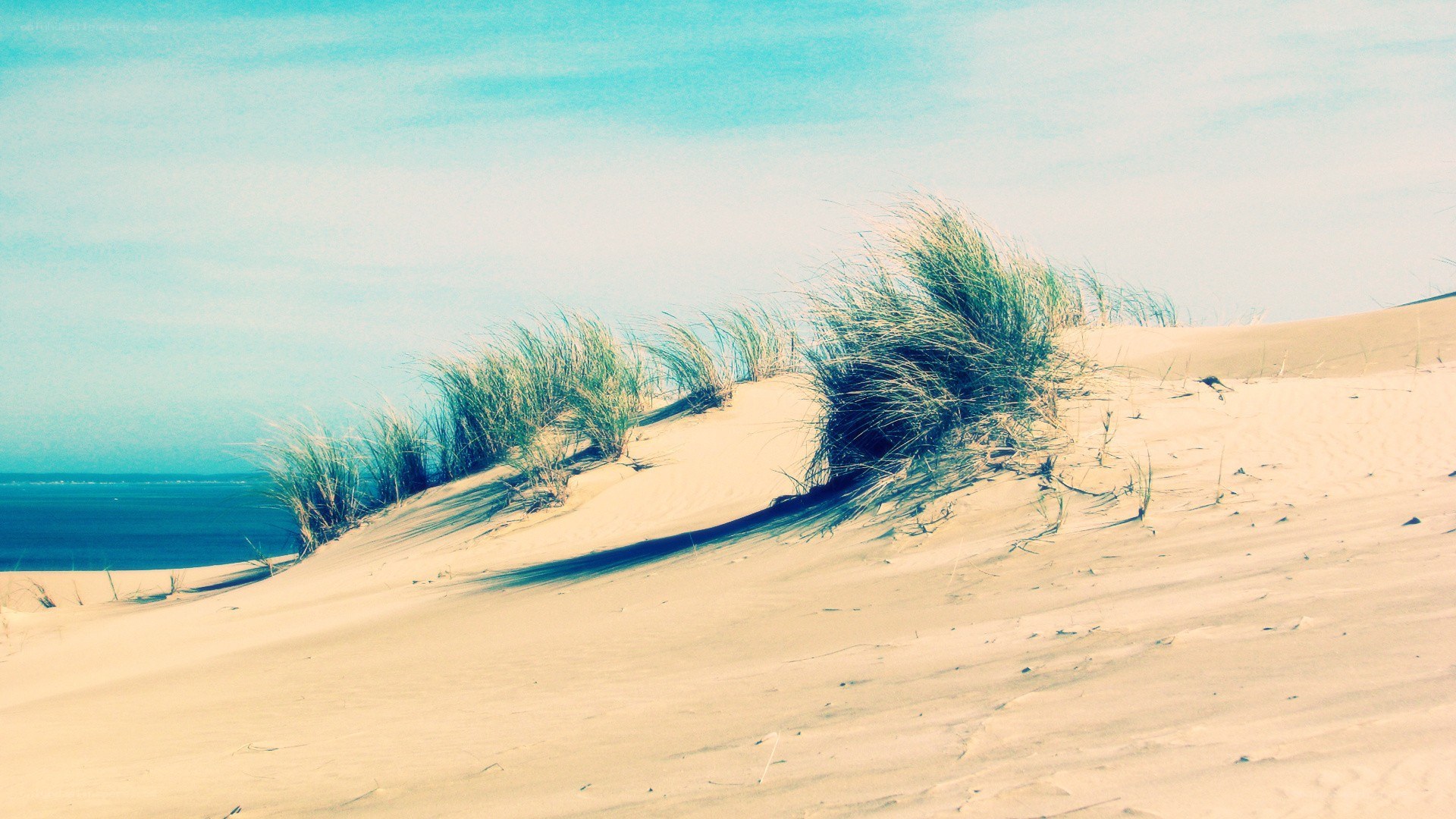 Sand dunes with sea grass