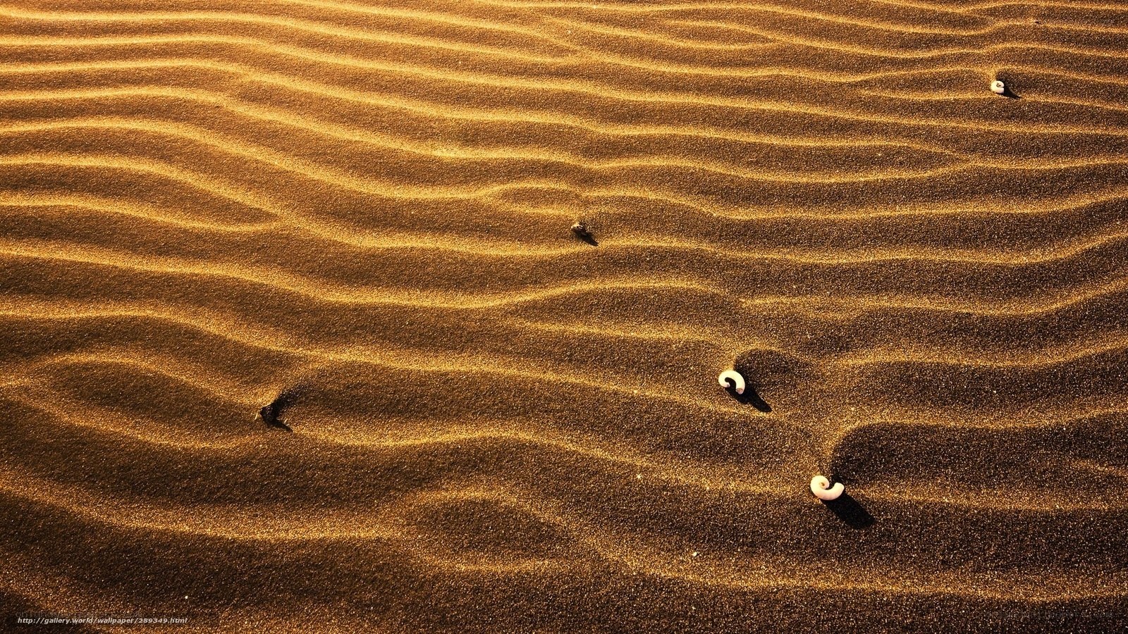 Sand dunes with seashells