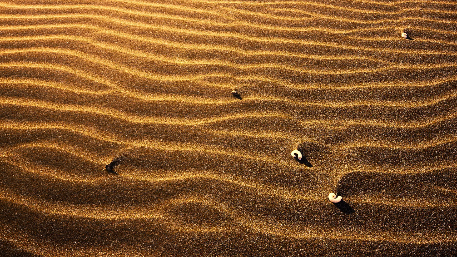 Sand dunes with seashells