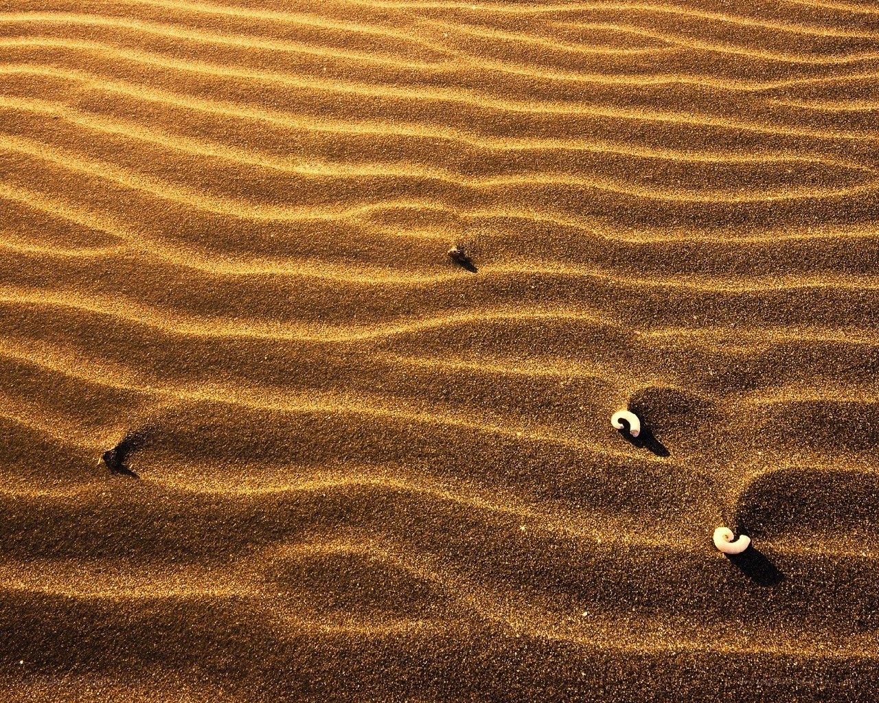 Sand dunes with seashells