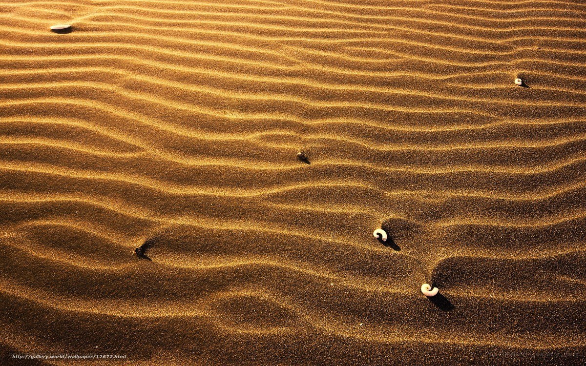 Sand dunes with seashells