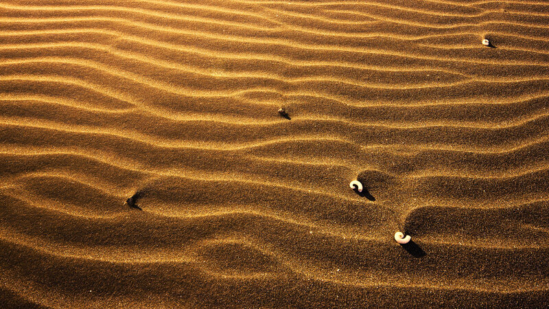 Sand Dunes with Shells — Brown