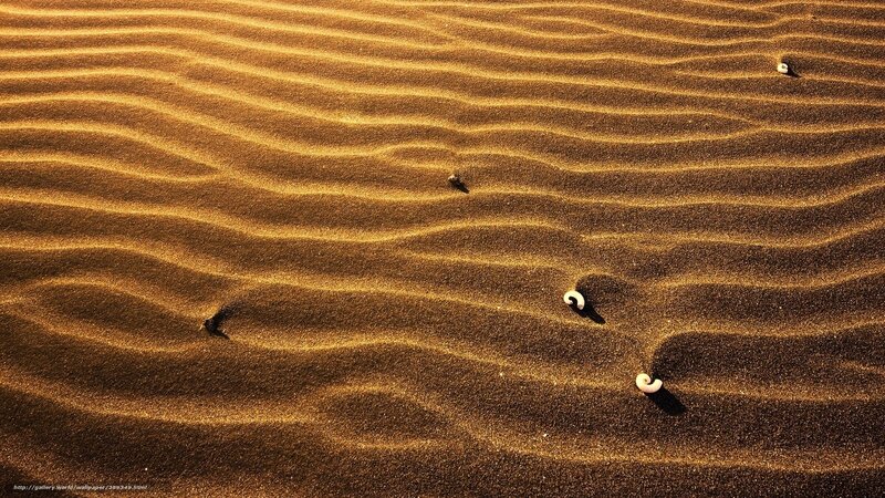Sand Dunes with Shells