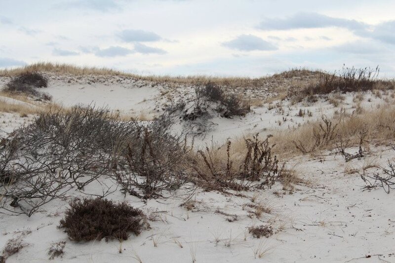 Sand Dunes with Shrubs — White