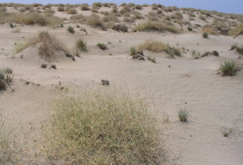 sand dunes with sparse vegetation