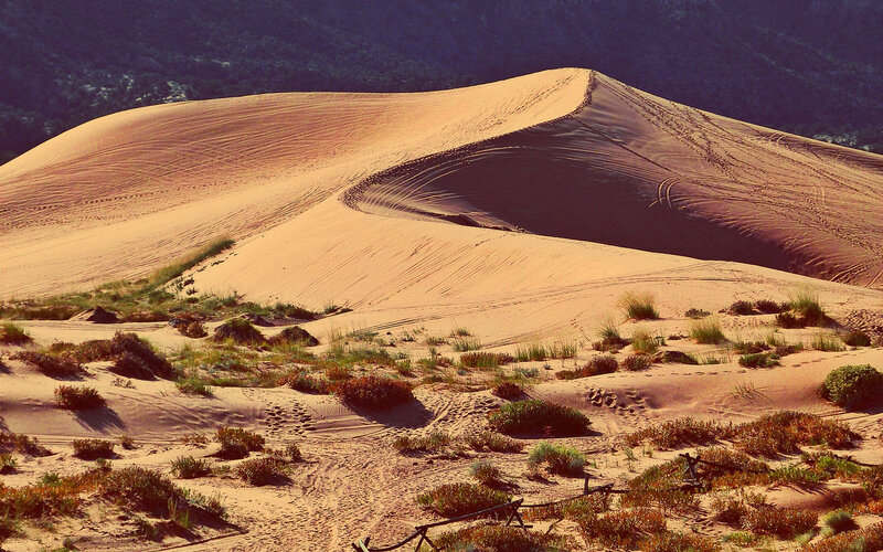 Sand Dunes with Vegetation