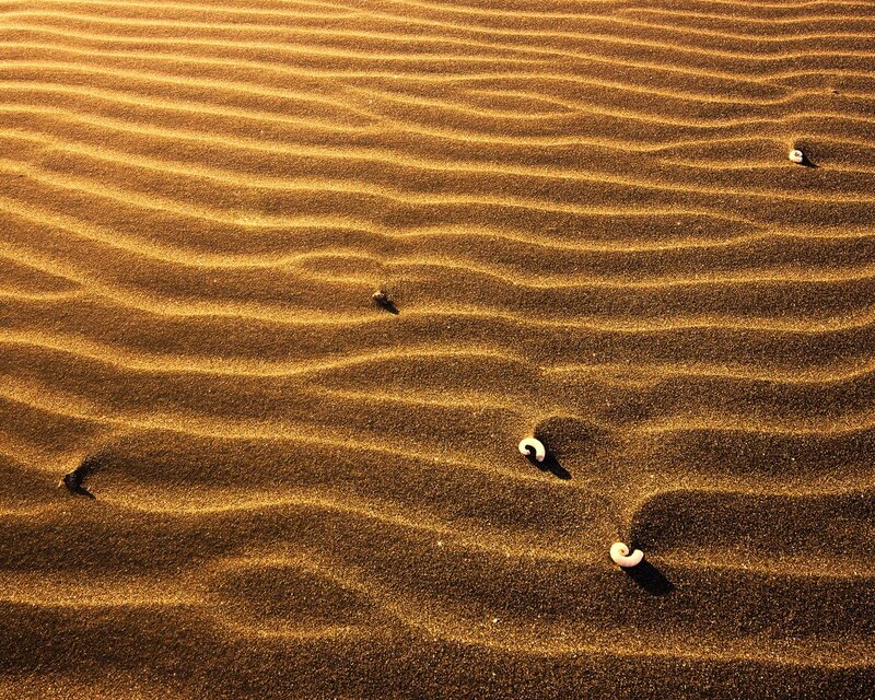 Sand ripples with seashells