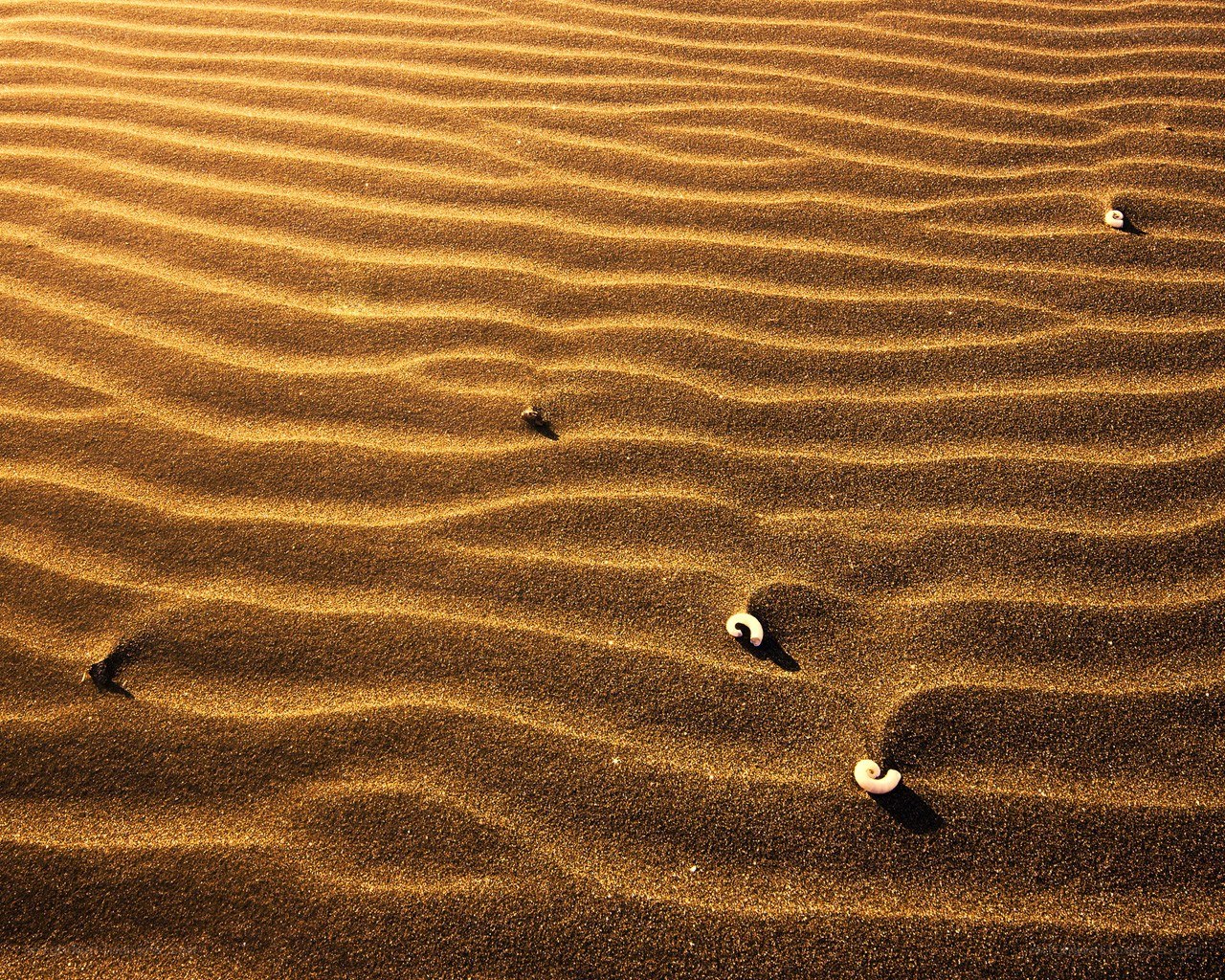 Sand ripples with seashells