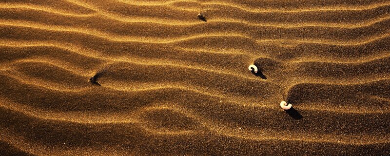 Sand ripples with shells